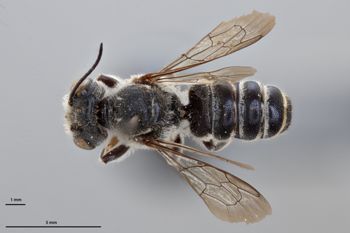 Media type: image;   Entomology 791091 Aspect: habitus dorsal view